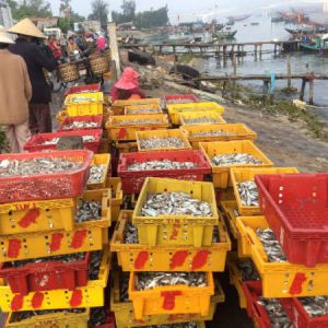 Quảng Nam: Làng nghề nước mắm truyền thống Cửa Khe sống khỏe